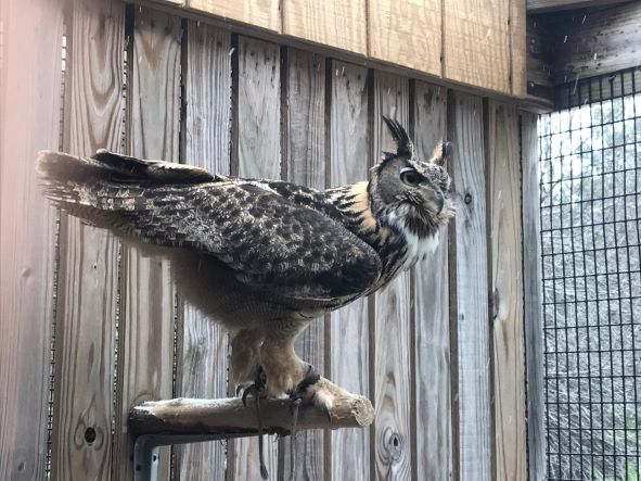 Open Door Bird Sanctuary